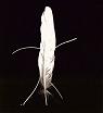 feather